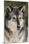Gray Wolf in winter, Canis lupus, Montana-Adam Jones-Mounted Premium Photographic Print