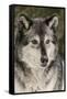 Gray Wolf in winter, Canis lupus, Montana-Adam Jones-Framed Stretched Canvas