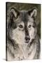 Gray Wolf in winter, Canis lupus, Montana-Adam Jones-Stretched Canvas