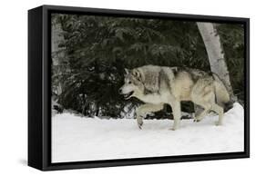 Gray Wolf in winter, Montana-Adam Jones-Framed Stretched Canvas