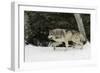 Gray Wolf in winter, Montana-Adam Jones-Framed Photographic Print