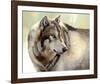 Gray Wolf Looking back-Joni Johnson-Godsy-Framed Giclee Print