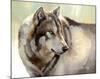 Gray Wolf Looking back-Joni Johnson-Godsy-Mounted Giclee Print