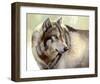 Gray Wolf Looking back-Joni Johnson-Godsy-Framed Giclee Print