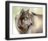 Gray Wolf Looking back-Joni Johnson-Godsy-Framed Giclee Print