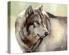 Gray Wolf Looking back-Joni Johnson-Godsy-Stretched Canvas