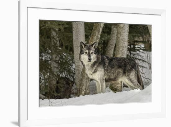 Gray Wolf, Montana-Adam Jones-Framed Premium Photographic Print