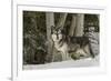 Gray Wolf, Montana-Adam Jones-Framed Premium Photographic Print