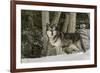 Gray Wolf, Montana-Adam Jones-Framed Premium Photographic Print