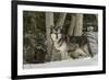 Gray Wolf, Montana-Adam Jones-Framed Premium Photographic Print
