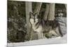 Gray Wolf, Montana-Adam Jones-Mounted Premium Photographic Print