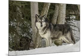 Gray Wolf, Montana-Adam Jones-Mounted Premium Photographic Print
