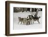 Gray Wolf, Montana-Adam Jones-Framed Photographic Print