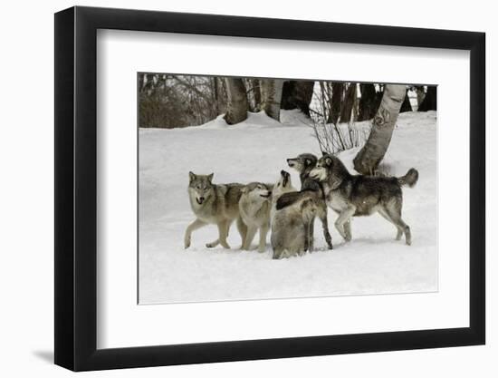 Gray Wolf, Montana-Adam Jones-Framed Photographic Print