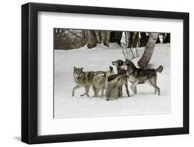 Gray Wolf, Montana-Adam Jones-Framed Photographic Print
