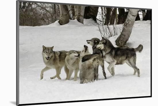 Gray Wolf, Montana-Adam Jones-Mounted Photographic Print