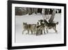 Gray Wolf, Montana-Adam Jones-Framed Photographic Print