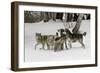 Gray Wolf, Montana-Adam Jones-Framed Photographic Print