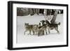 Gray Wolf, Montana-Adam Jones-Framed Photographic Print