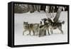 Gray Wolf, Montana-Adam Jones-Framed Stretched Canvas