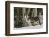 Gray Wolf, Montana-Adam Jones-Framed Photographic Print