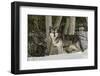 Gray Wolf, Montana-Adam Jones-Framed Photographic Print