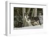 Gray Wolf, Montana-Adam Jones-Framed Photographic Print