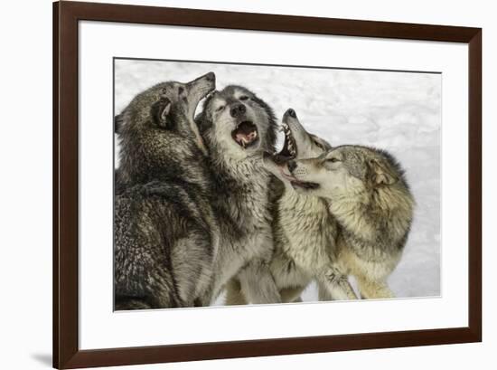 Gray Wolf, Montana-Adam Jones-Framed Premium Photographic Print