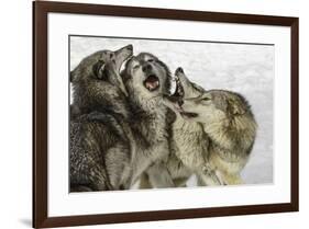 Gray Wolf, Montana-Adam Jones-Framed Premium Photographic Print