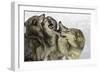 Gray Wolf, Montana-Adam Jones-Framed Photographic Print