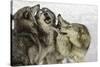 Gray Wolf, Montana-Adam Jones-Stretched Canvas