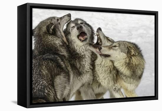 Gray Wolf, Montana-Adam Jones-Framed Stretched Canvas