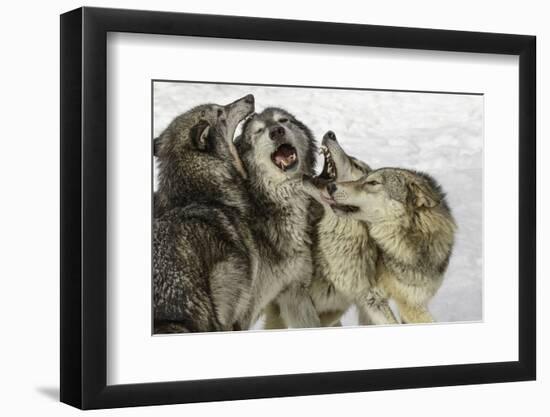 Gray Wolf, Montana-Adam Jones-Framed Photographic Print