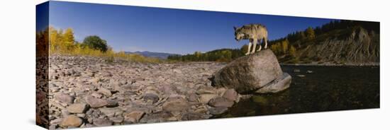 Gray Wolf, North Fork Flathead River, Glacier National Park, Montana, USA-null-Stretched Canvas