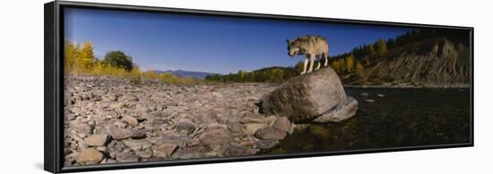 Gray Wolf, North Fork Flathead River, Glacier National Park, Montana, USA-null-Framed Photographic Print