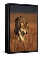 Gray Wolf on Prairie-W. Perry Conway-Framed Stretched Canvas