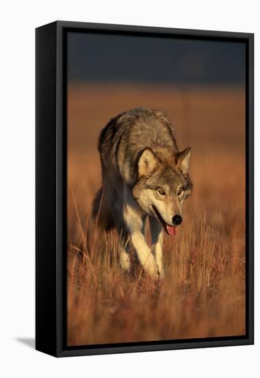 Gray Wolf on Prairie-W. Perry Conway-Framed Stretched Canvas