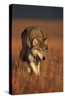 Gray Wolf on Prairie-W. Perry Conway-Stretched Canvas