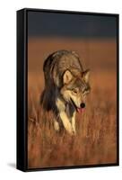 Gray Wolf on Prairie-W. Perry Conway-Framed Stretched Canvas