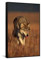 Gray Wolf on Prairie-W. Perry Conway-Framed Stretched Canvas