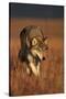 Gray Wolf on Prairie-W. Perry Conway-Stretched Canvas