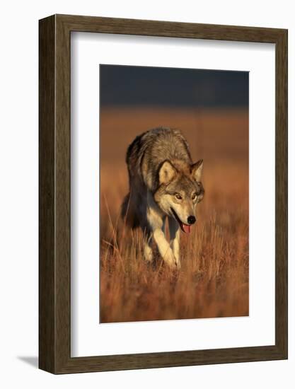Gray Wolf on Prairie-W. Perry Conway-Framed Photographic Print