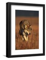 Gray Wolf on Prairie-W. Perry Conway-Framed Photographic Print