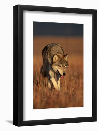 Gray Wolf on Prairie-W. Perry Conway-Framed Photographic Print