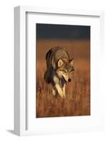 Gray Wolf on Prairie-W. Perry Conway-Framed Photographic Print