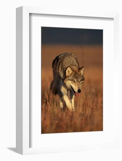 Gray Wolf on Prairie-W. Perry Conway-Framed Photographic Print