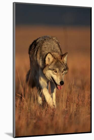 Gray Wolf on Prairie-W. Perry Conway-Mounted Photographic Print