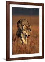 Gray Wolf on Prairie-W. Perry Conway-Framed Photographic Print