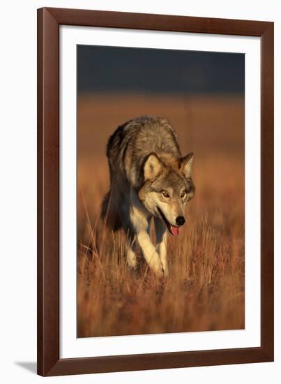 Gray Wolf on Prairie-W. Perry Conway-Framed Photographic Print