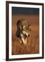 Gray Wolf on Prairie-W. Perry Conway-Framed Photographic Print
